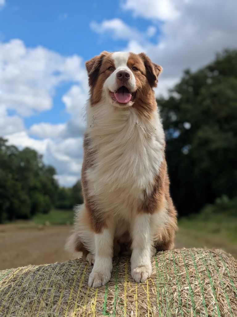 T'suki Du Domaine De La Canurie