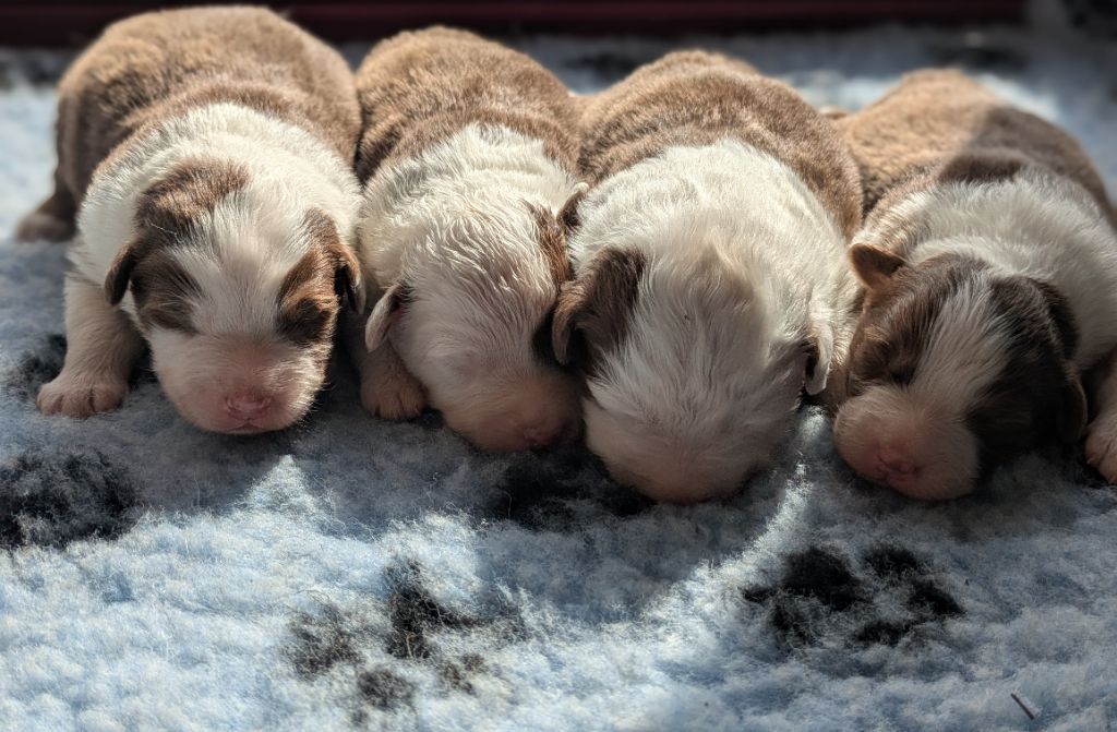 Chiot Berger Australien Des Terres De Natimo