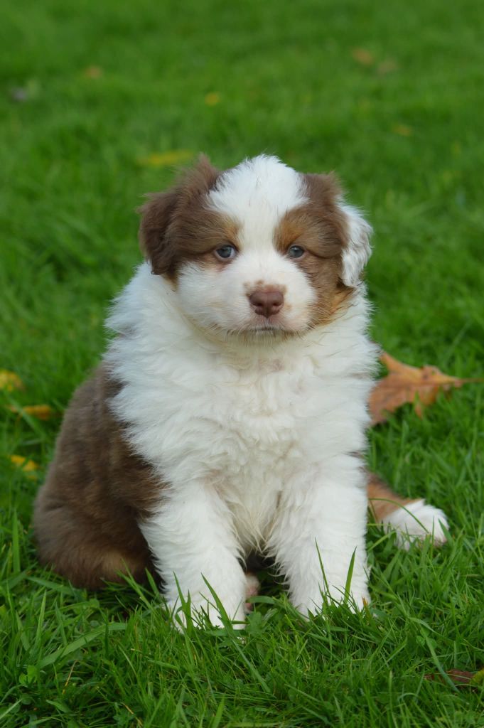 Des Terres De Natimo - Chiots disponibles - Berger Australien